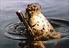 otvaga2004_animals_100x70